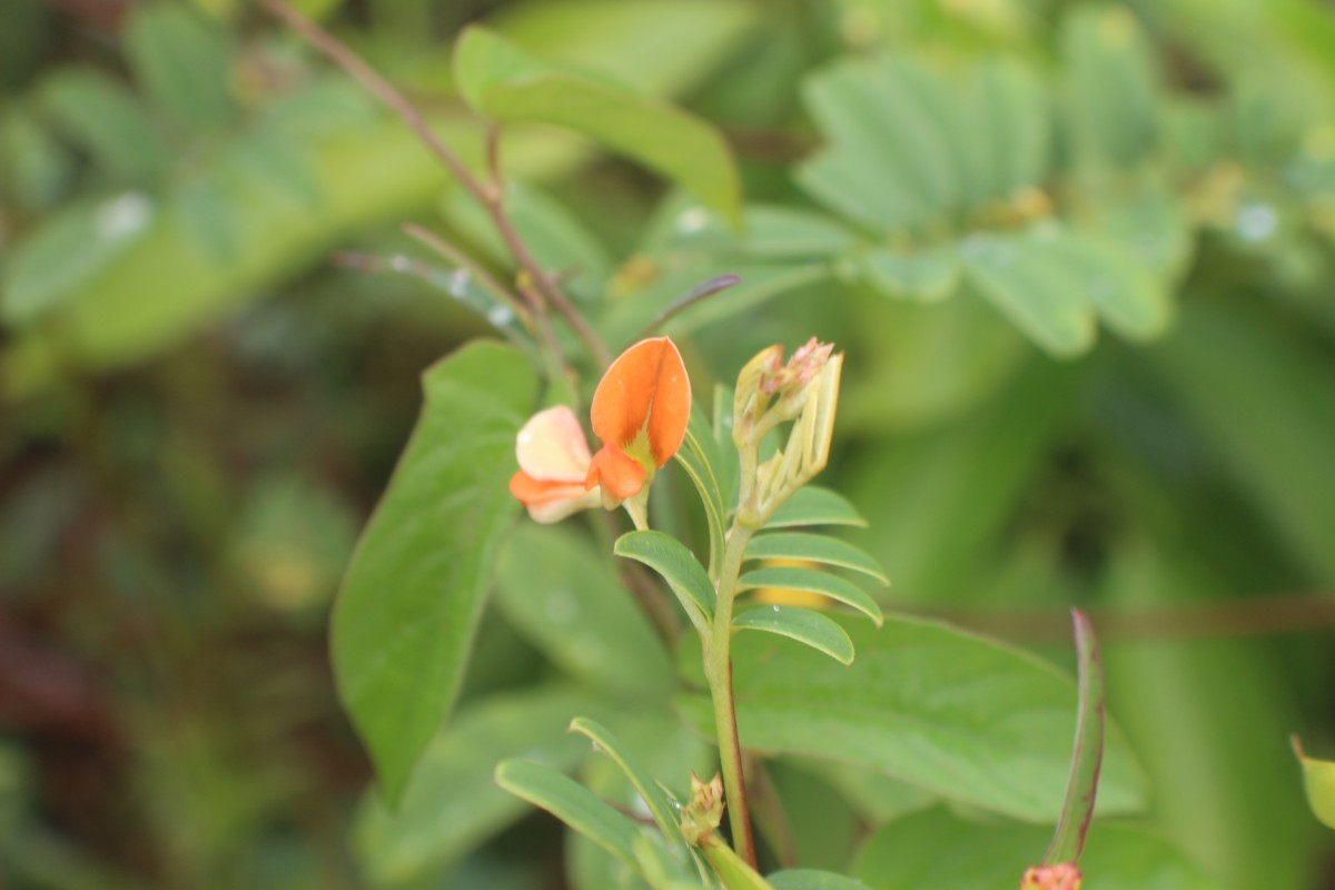 Tephrosia tinctoria (L.) Pers.